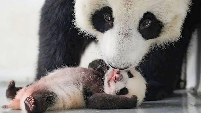 Крошка панда родилась в 2023 году в Московском зоопарке