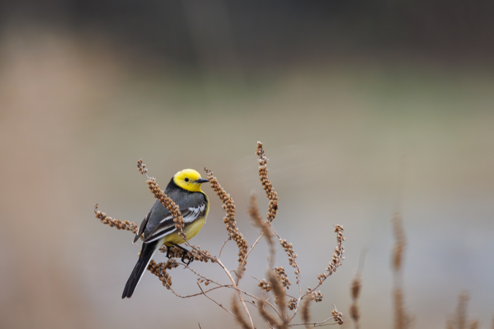 Желтоголовая трясогузка