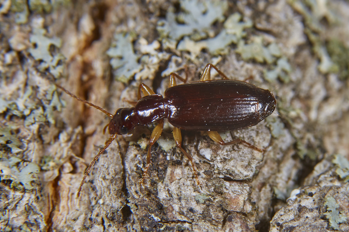 - Dromius.   ...  - .  .