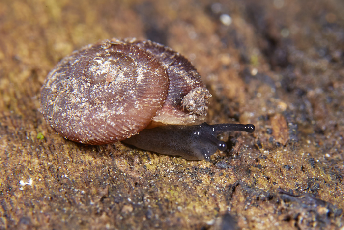   Discus ruderatus,     .    :)