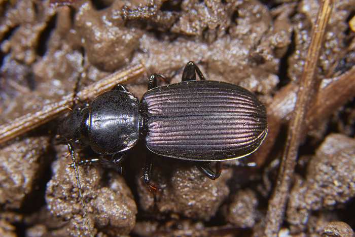 Pterostichus mannerheimii -        .  .   -       .