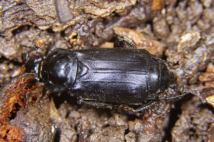   . Nicrophorus humator -  ׸.     ,       .  :)