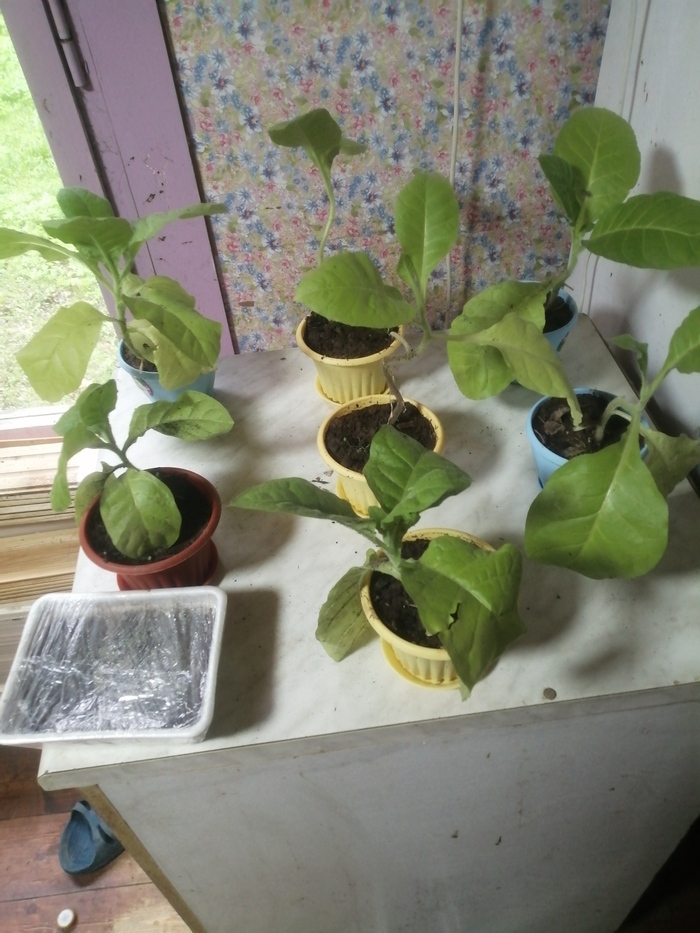 Табачёк ждёт тёплых дней. Про него второй год готовится пост.