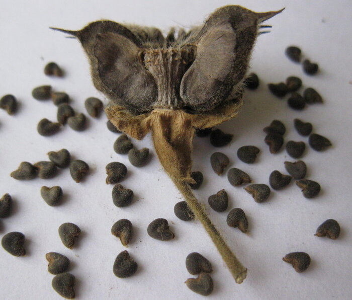     .    <!--noindex--><a href="https://pikabu.ru/story/kanatnik_12718647?u=http%3A%2F%2Fplanetarium.ru&t=planetarium.ru&h=1474ad67011953d103ee3f568b14d80ab7d9824d" title="http://planetarium.ru" target="_blank" rel="nofollow noopener">planetarium.ru</a><!--/noindex-->