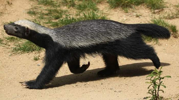 Медоед Стоффл