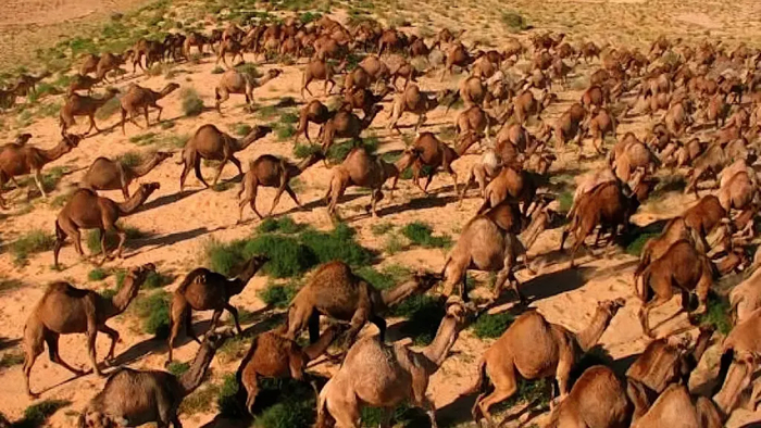 Верблюды в Австралии