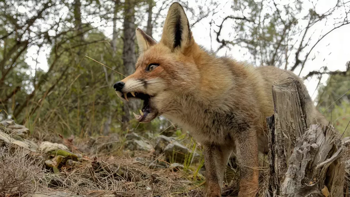 Рыжая лиса в Австралии