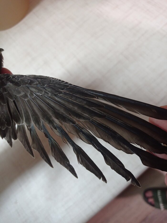 ������ ������� ��������. �� ���������