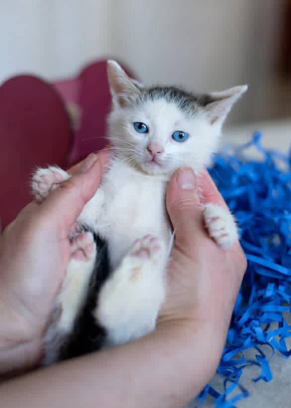Очаровательные котята в поисках добрых хозяев!