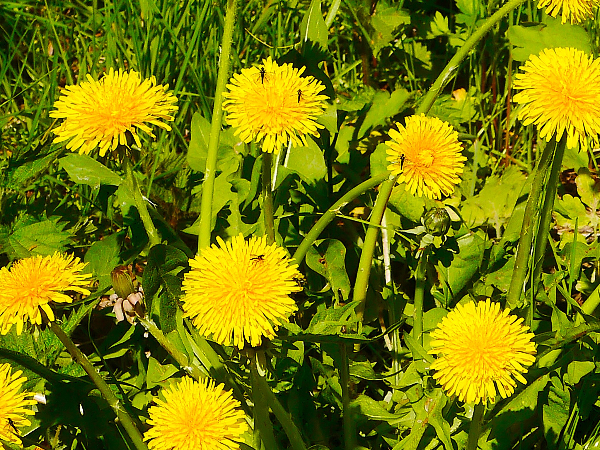 Sunnies - Series Flowers, My, The photo, Walk, Nature, Landscape, Flowers, Dandelion