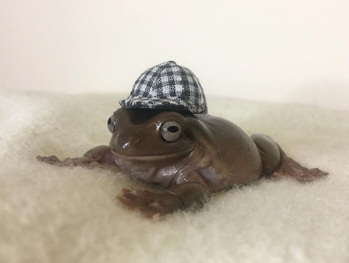 Почему в ленте так много жаб?