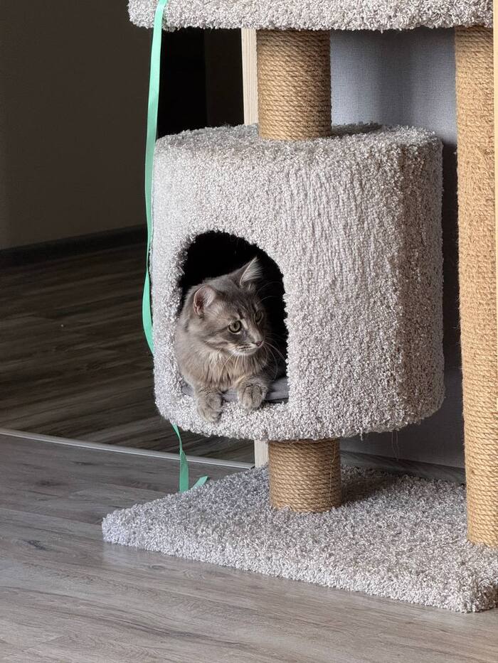 ��������� ����������