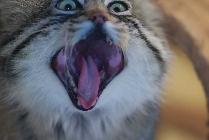 ,   !!!  ,  ,  , , ,  , , 
