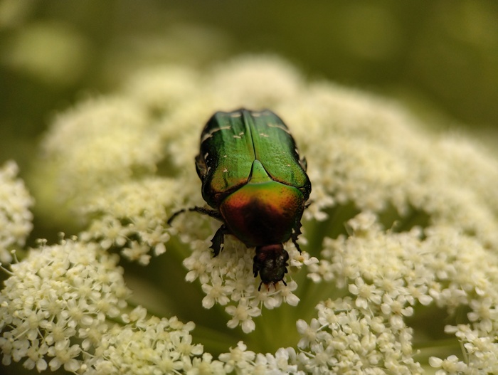     ,   (. Cetonia aurata)       (Scarabaeidae) , , ,   , , ,  ,   , 