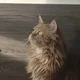 ����� ����� ������ ���� �����������
