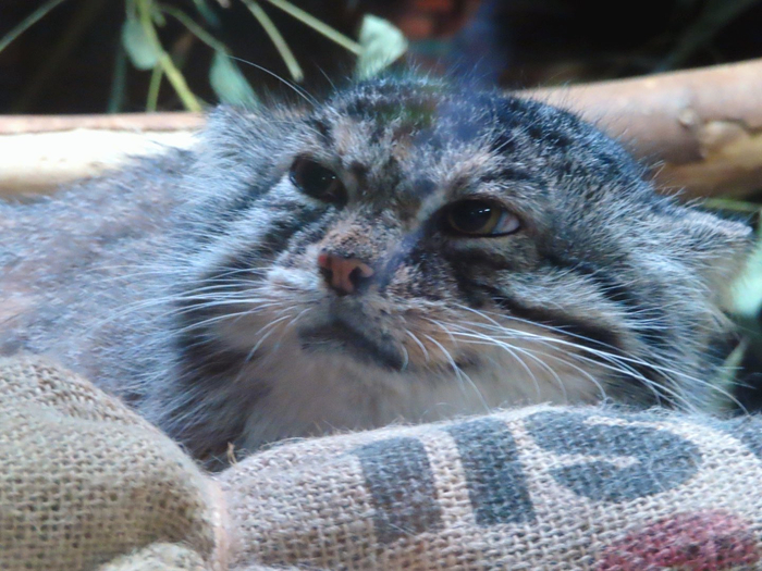 Замолчи..просто не произноси это слово...