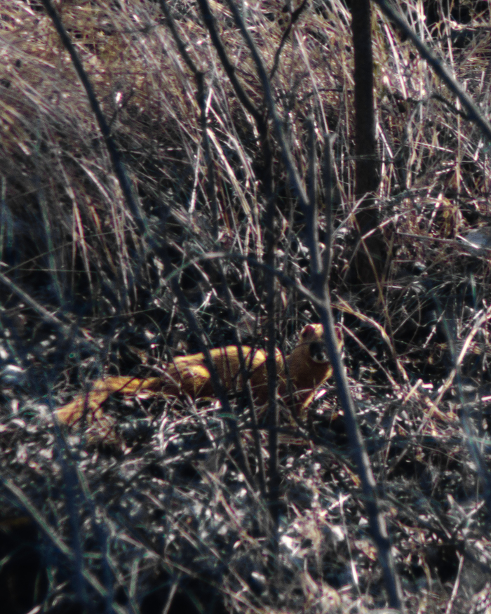 Смотрит на меня