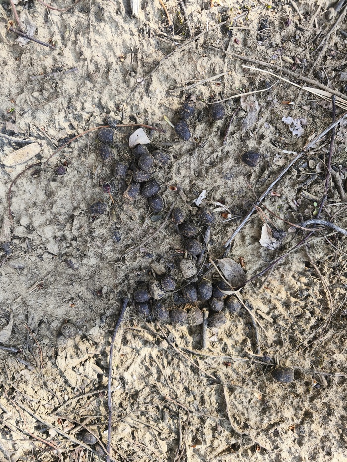 Помёт косули