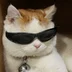 CoolMeowushka