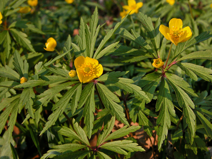   (Anemonoides ranunculoides).  . .