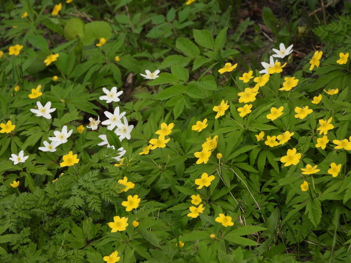   (Anemonoides ranunculoides).  . .