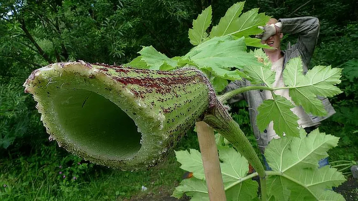 По сочности и растительной массе у борщевика мало конкурентов