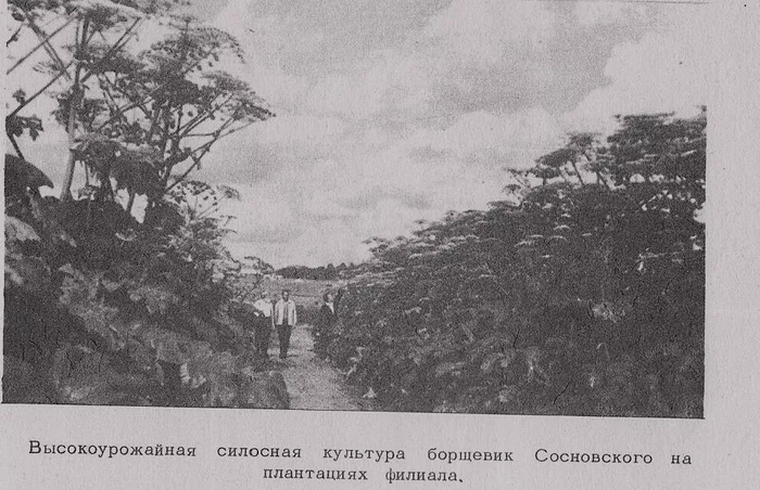 Фотография из отчета по выращиванию борщевика, 50-е годы