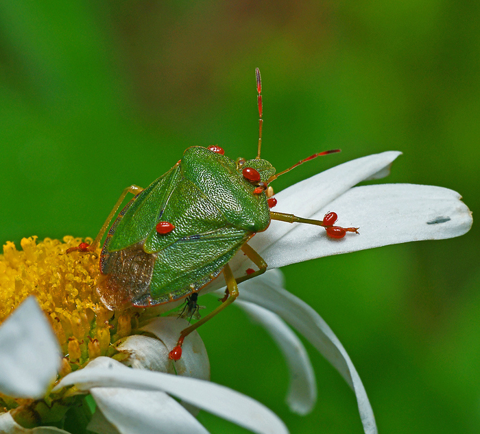 Краснотелки одни из немногих хищников, которые не боятся ужасной вони зелёного клопа.