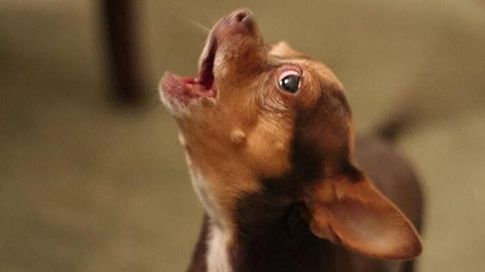 Долаялись, доскулились