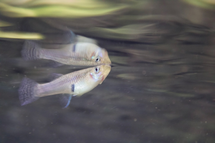 — Это ты всё съел! — Нет, ты!