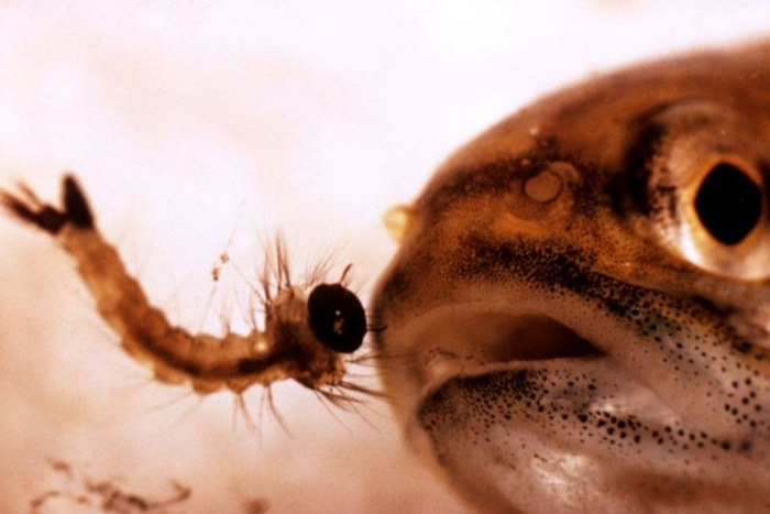 Тот самый кусочек колбасы, что манит тебя к холодильнику в три часа ночи.