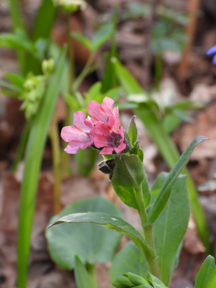   (Pulmonaria obscura).   ..