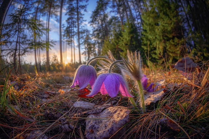 <a href="https://pikabu.ru/story/lesnoe_chudo_12705018?u=https%3A%2F%2Fru.wikipedia.org%2Fwiki%2F%25D0%259F%25D1%2580%25D0%25BE%25D1%2581%25D1%2582%25D1%2580%25D0%25B5%25D0%25BB&t=%D0%A1%D0%BE%D0%BD-%D1%82%D1%80%D0%B0%D0%B2%D0%B0&h=3a8fc6a89d1a796a3ac82b47c38f0c49ea6ef250" title="https://ru.wikipedia.org/wiki/%D0%9F%D1%80%D0%BE%D1%81%D1%82%D1%80%D0%B5%D0%BB" target="_blank" rel="nofollow noopener">Сон-трава</a>. Фото: : Марина Мурашова <a href="https://pikabu.ru/story/lesnoe_chudo_12705018?u=https%3A%2F%2Frtraveler.ru%2Fphoto%2F1475296%2F%3Feditorial_photos%3D1&t=%D0%BE%D1%82%D1%81%D1%8E%D0%B4%D0%B0&h=e386703c4bd23e070a39e3406b105744afc18ade" title="https://rtraveler.ru/photo/1475296/?editorial_photos=1" target="_blank" rel="nofollow noopener">отсюда</a>