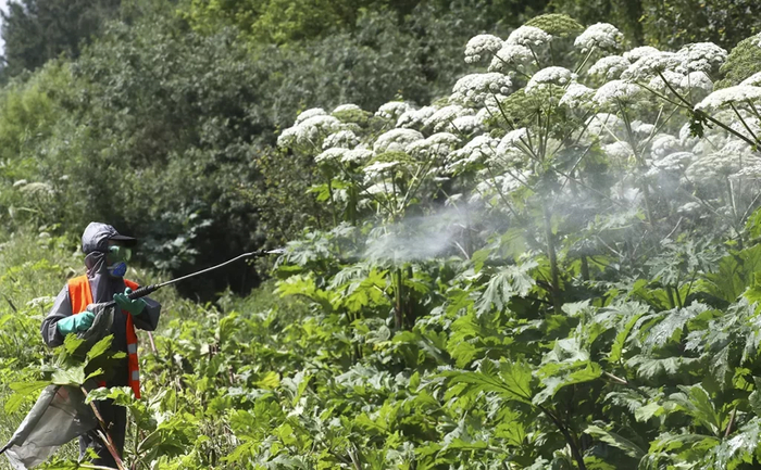 Борьба с борщевиком Сосновского