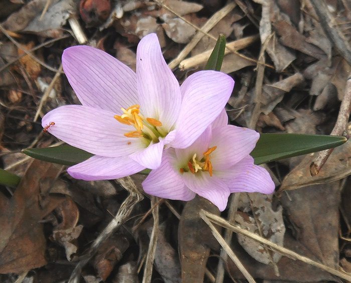  .  .    <!--noindex--><a href="https://pikabu.ru/story/brandushka_raznotsvetnaya_12750433?u=http%3A%2F%2Fplantarium.ru&t=plantarium.ru&h=a99e55320aea562513d8f75971d3e7338d0dbe18" title="http://plantarium.ru" target="_blank" rel="nofollow noopener">plantarium.ru</a><!--/noindex-->