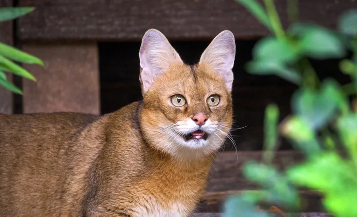 Камышовый кот