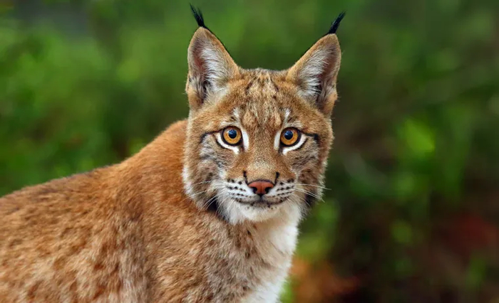 Обыкновенная рысь