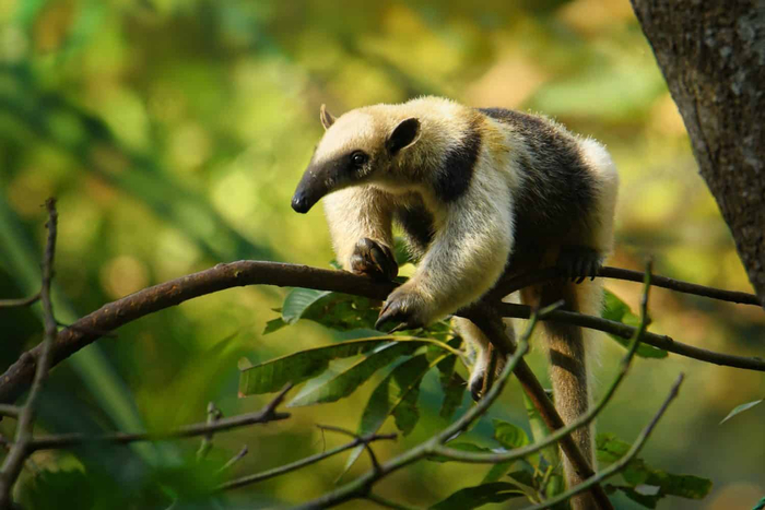   (Tamandua Mexicana)