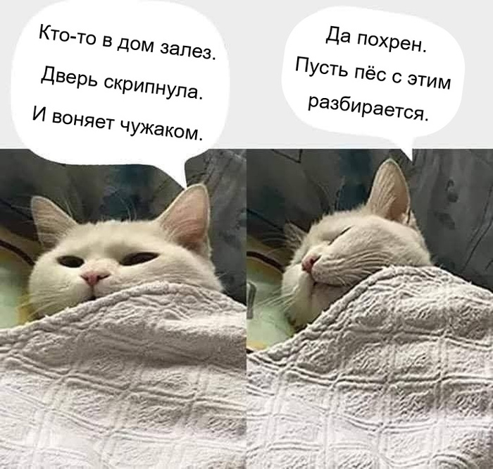     ))
