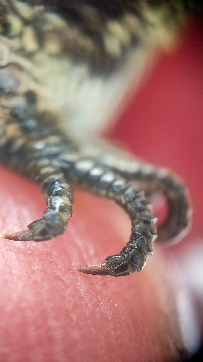 Моя чешуя толще десятка щитов, мои зубы — мечи, мои когти — копья, удар моего хвоста — раскат грома, крылья поднимают бурю, а дыхание сеет смерть!(с) Смауг