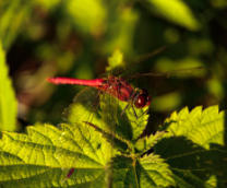 �������� � ���������