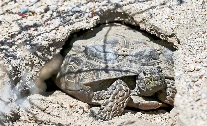 Пустынный западный гофер