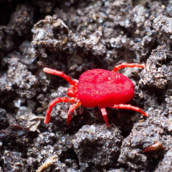 -,    (. Trombidiidae)