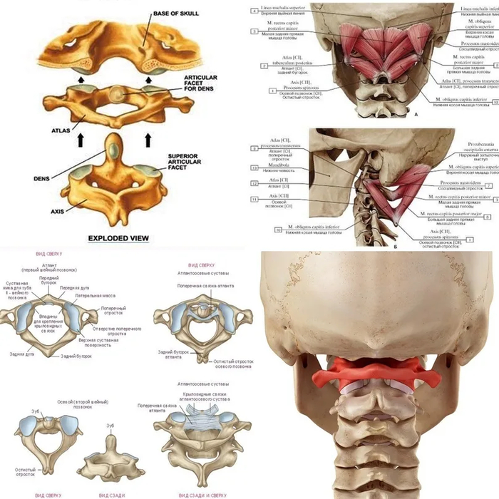        - (2  )  - (3  ). 1,   ,    atlas,    -      .