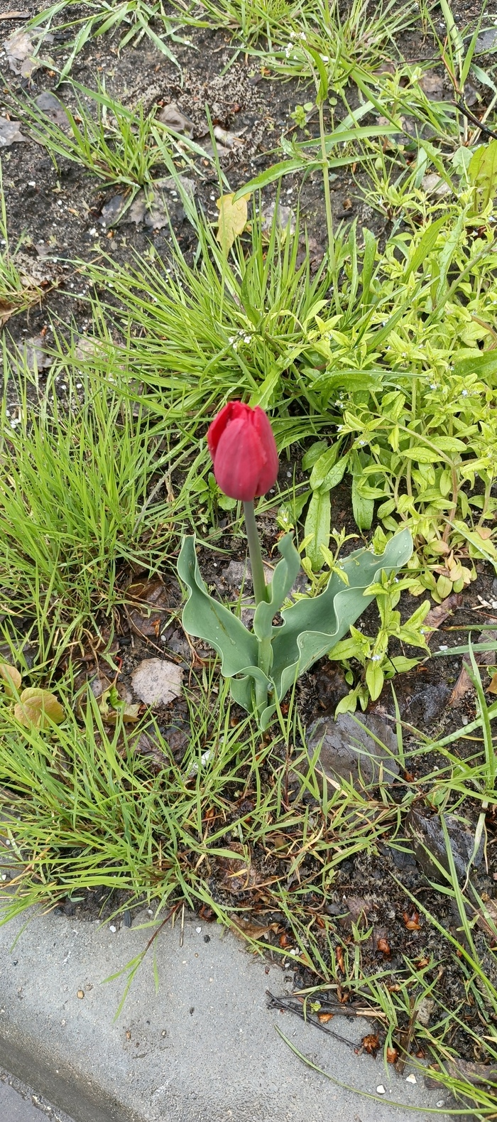 Во. Вырос на обочине