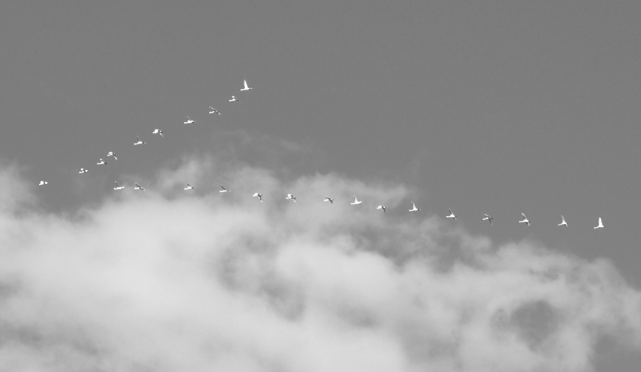 Ducks or geese are flying, not visible from the ground... - My, The photo, Ugra, Nature, Sky, Birds