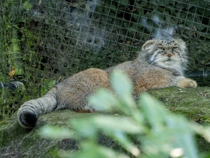 ���� ����� � ����� <a href="https://pikabu.ru/story/imeninniki_12721256?u=https%3A%2F%2Fmanulization.ru%2Fmanuls%2Fcota%2Fphotos%2FMW5gyanh20CRqtS8&t=manulization.ru&h=78fd2dafff396a35ca4d7551593d475ef1b82182" title="https://manulization.ru/manuls/cota/photos/MW5gyanh20CRqtS8" target="_blank" rel="nofollow noopener">manulization.ru</a> ����� ���� Chris manul