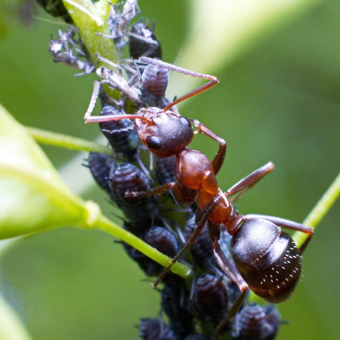    (. Formica rufa) , , ,   