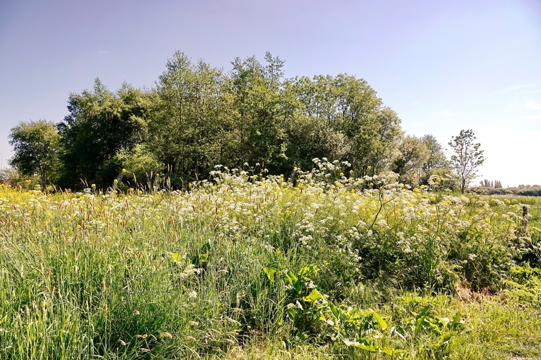 Blue-green summer... - My, The photo, Netherlands (Holland), Nature