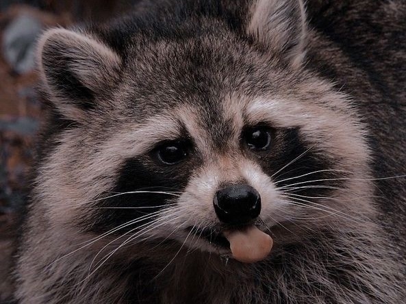 Енот — воришка с руками, харизмой и странной логикой